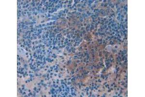 IHC-P analysis of Mouse Tissue, with DAB staining. (GZMM Antikörper  (AA 31-257))