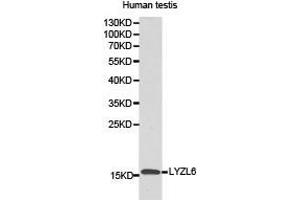 Western Blotting (WB) image for anti-Lysozyme-Like 6 (LYZL6) antibody (ABIN1873578) (LYZL6 Antikörper)