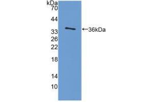 Western blot analysis of recombinant Rat IL4. (IL-4 Antikörper  (AA 61-111))