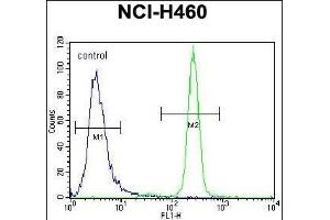 IL6 Antibody (Center) (ABIN656406 and ABIN2845700) flow cytometric analysis of NCI- cells (right histogram) compared to a negative control cell (left histogram). (IL-6 Antikörper  (AA 27-55))