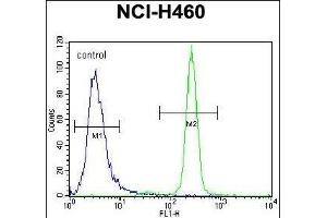 IL6 Antibody (Center) (ABIN656406 and ABIN2845700) flow cytometric analysis of NCI- cells (right histogram) compared to a negative control cell (left histogram). (IL-6 Antikörper  (AA 27-55))