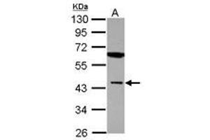 Image no. 1 for anti-Muscleblind-like Protein 1 (MBNL1) (AA 81-326) antibody (ABIN1499331) (MBNL1 Antikörper  (AA 81-326))