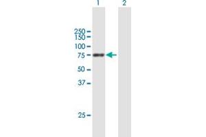 Western Blot analysis of PPEF1 expression in transfected 293T cell line by PPEF1 MaxPab polyclonal antibody. (PPEF1 Antikörper  (AA 1-653))