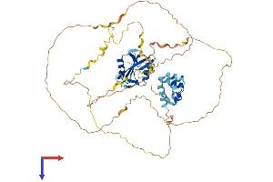 LCP2 Protein (AA 1-533) (His tag)