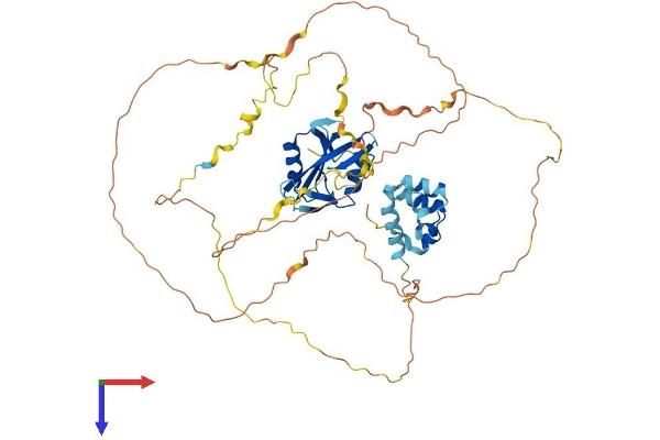 LCP2 Protein (AA 1-533) (His tag)