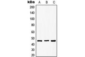 Western blot analysis of GSK3 beta (pS9) expression in MCF7 (A), NIH3T3 (B), PC12 (C) whole cell lysates.