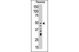 Western blot analysis of SIRT7 polyclonal antibody  in placenta tissue lysate (35 ug/lane). (SIRT7 Antikörper  (C-Term))