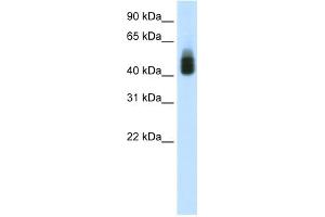 WB Suggested Anti-SOX3 Antibody Titration:  1. (SOX3 Antikörper  (C-Term))