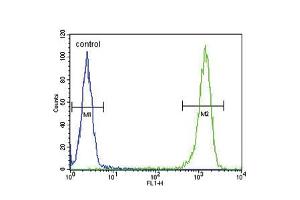 Flow cytometric analysis of WiDr cells (right histogram) compared to a negative control cell (left histogram). (MC5 Receptor Antikörper  (C-Term))