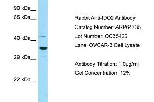 Western Blotting (WB) image for anti-Indoleamine 2,3-Dioxygenase 2 (IDO2) (N-Term) antibody (ABIN2789941) (IDO2 Antikörper  (N-Term))