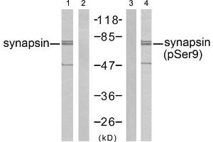 Western blot analysis of extract from mouse brain tissue, using synapsin (Ab-9) antibody (E021259, Line 1 and 2) and synapsin (phospho-Ser9) antibody (E011278, Line 3 and 4). (SYN1 Antikörper  (pSer9))