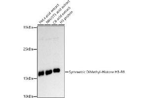 Western blot analysis of extracts of various cell lines, using Symmetric DiMethyl-Histone H3-R8 antibody (ABIN7267696) at 1:500 dilution.