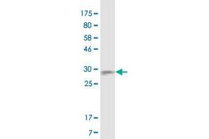 Western Blot detection against Immunogen (23. (CD40 Antikörper  (AA 21-193))