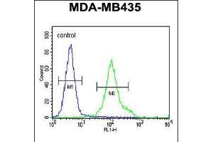 Flow cytometric analysis of MDA-MB435 cells (right histogram) compared to a negative control cell (left histogram). (ZNF605 Antikörper  (N-Term))