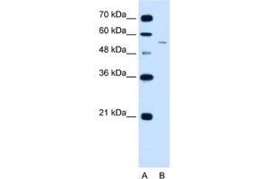 Western Blotting (WB) image for anti-LOC728227 (LOC728227) antibody (ABIN2462911) (LOC728227 Antikörper)