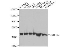 Western blot analysis of extracts of various cell lines, using UQCRC2 antibody. (UQCRC2 Antikörper  (AA 224-453))