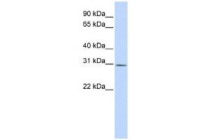 YIF1B antibody used at 1 ug/ml to detect target protein. (YIF1B Antikörper)