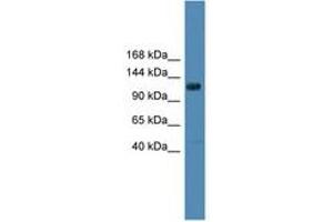 Image no. 1 for anti-Diacylglycerol Kinase, theta 110kDa (DGKQ) (AA 751-800) antibody (ABIN6746334) (DGKQ Antikörper  (AA 751-800))