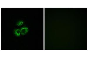 Immunofluorescence analysis of MCF-7 cells, using OR52D1 antibody. (OR52D1 Antikörper  (C-Term))