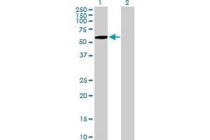Western Blot analysis of ZNF157 expression in transfected 293T cell line by ZNF157 MaxPab polyclonal antibody. (ZNF157 Antikörper  (AA 1-506))