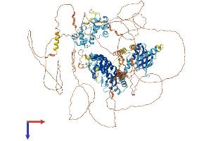 ANKS1B Protein (AA 1-1259) (His tag)