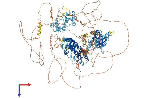 ANKS1B Protein (AA 1-1259) (His tag)