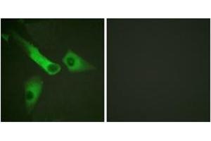 Immunofluorescence analysis of HepG2 cells, using Caspase 9 (Phospho-Tyr153) Antibody. (Caspase 9 Antikörper  (pTyr153))