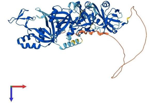 RPA1 Protein (AA 1-616) (His tag)