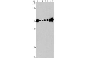 Western Blotting (WB) image for anti-V-Crk Sarcoma Virus CT10 Oncogene Homolog (Avian)-Like (CRKL) antibody (ABIN2434506) (CrkL Antikörper)