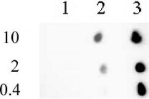 Histone H3 trimethyl Lys9 mAb (Clone 2AG-6F12-H4) tested by dot blot analysis. (Histone 3 Antikörper  (H3K9me3))