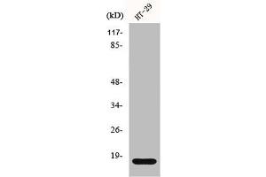 Western Blot analysis of HT29 cells using Histone H2B Polyclonal Antibody (HIST1H2BH Antikörper  (N-Term))