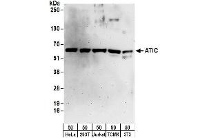 Western Blotting (WB) image for anti-5-Aminoimidazole-4-Carboxamide Ribonucleotide Formyltransferase/IMP Cyclohydrolase (ATIC) (AA 375-425) antibody (ABIN7453040)