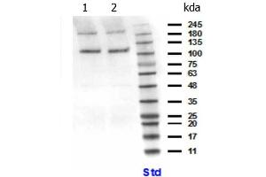 Western Blot of Rabbit anti-PIK3CB antibody. (PIK3CB Antikörper  (N-Term))
