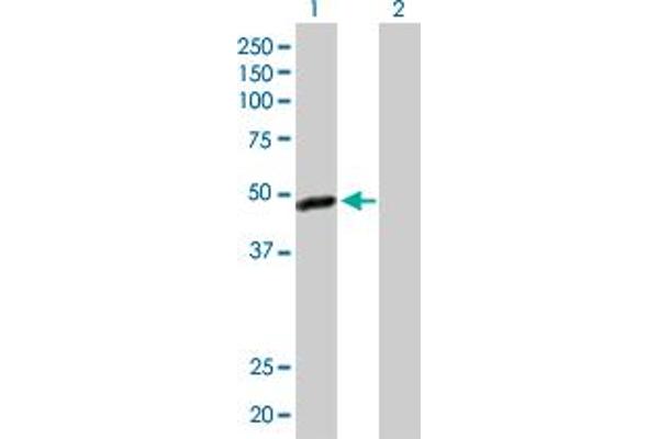 C17orf75 antibody  (AA 1-396)