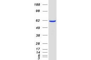 Validation with Western Blot (PACSIN2 Protein (Myc-DYKDDDDK Tag))
