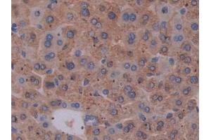 IHC-P analysis of Mouse Liver Tissue, with DAB staining. (EBI3 Antikörper  (AA 19-228))