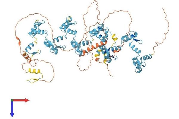 ZNF226 Protein (AA 1-803) (His tag)