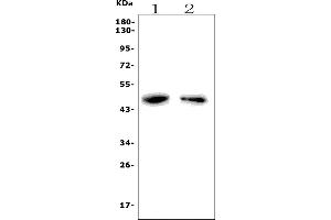 Western blot analysis of F2r using anti-F2r antibody (ABIN7599991).