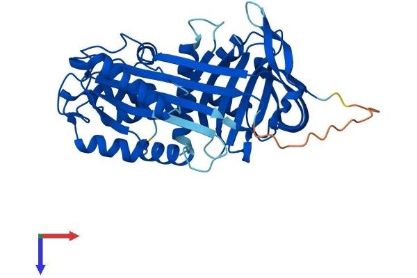 SERPINB8 Protein (AA 1-374) (His tag)