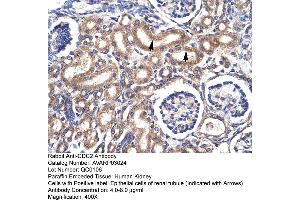 Human kidney (CDK1 Antikörper  (C-Term))