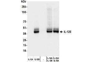 Western Blotting (WB) image for anti-Interleukin 12 beta (IL12B) (AA 23-328) antibody (ABIN7795738) (Rekombinanter IL12B Antikörper  (AA 23-328))