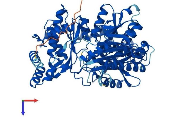Phosphoglucomutase 2 Protein (PGM2) (AA 1-620) (His tag)