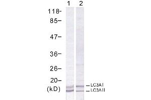 Western blot analysis of extract from human Hela cells using LC3A antibody (E021402). (MAP1LC3A Antikörper)