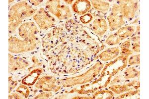 IHC image of ABIN7159229 diluted at 1:200 and staining in paraffin-embedded human kidney tissue performed on a Leica BondTM system. (Melanoma gp100 Antikörper  (AA 25-467))