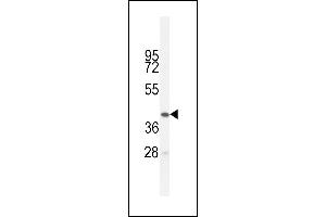 BTNL3 Antibody (C-term) (ABIN654857 and ABIN2844519) western blot analysis in HL-60 cell line lysates (35 μg/lane).