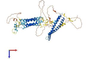 Occludin Protein (OCLN) (AA 1-522) (His tag)