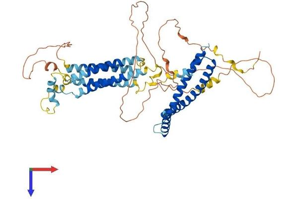 Occludin Protein (OCLN) (AA 1-522) (His tag)