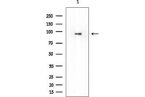 Western blot analysis of lysates from HUVEC cells, using PEG10 Mouse Monoclonal Antibody at 1/1000 dilution.