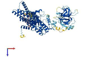 POMT1 Protein (AA 1-747) (His tag)