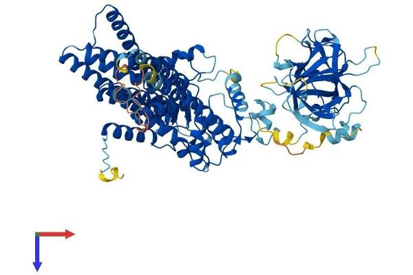 POMT1 Protein (AA 1-747) (His tag)